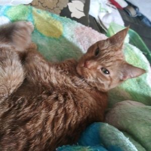 Meet your Posher, Lorrelle